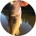 Ralph Gabellieri profile picture