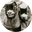 goattogether