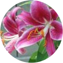 Angela Snyder profile picture