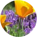 Melanie Crandall profile picture