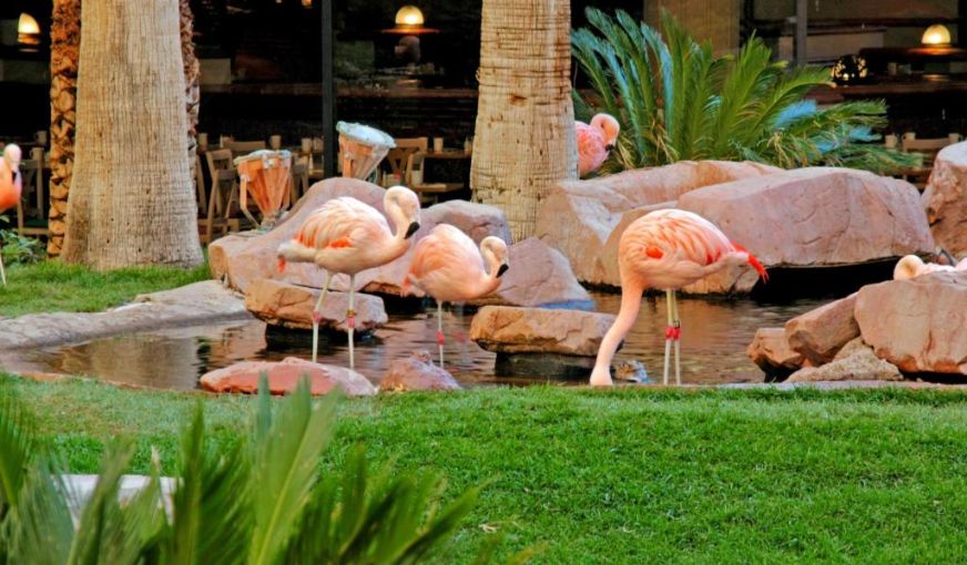 Flamingo Las Vegas, room with private jacuzzi, photo 8