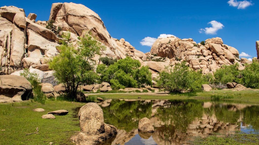 Joshua Tree