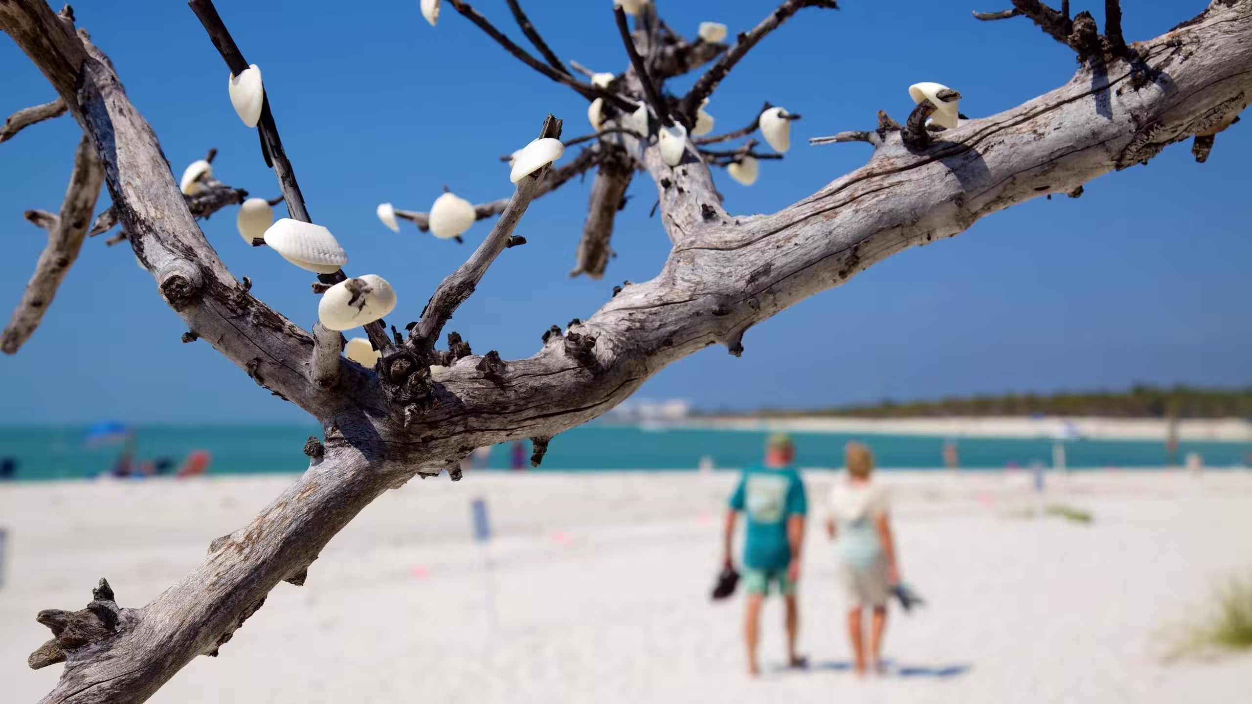 Delnor Wiggins Pass State Park