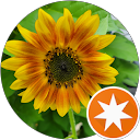 Marcie Sixeas profile picture